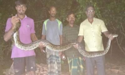 ২২ কেজি ওজনের অজগর উদ্ধার