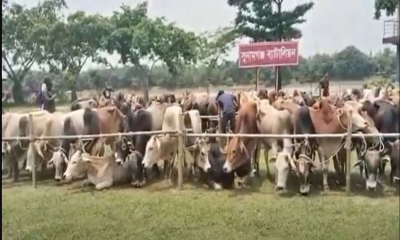 সুনামগঞ্জে ৯০টি ভারতীয় গরু জব্দ