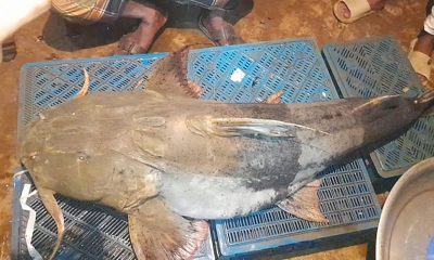 সুরমা নদীতে ধরা পড়ল ৪২ কেজির বাগাড়, বিক্রি ৪৫ হাজার টাকায়