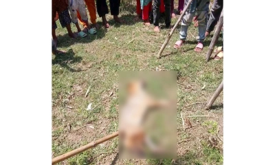 ঠাকুরগাঁওয়ে শিয়ালের আক্রমণে আহত ৬