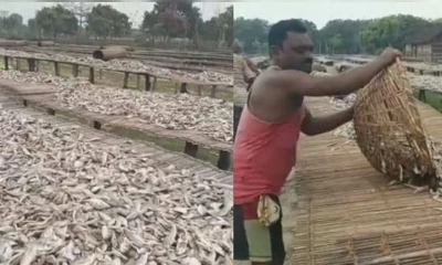 বাংলাদেশে শুঁটকি রপ্তানি বন্ধ, বিপাকে ভারতের হাজারো পরিবার