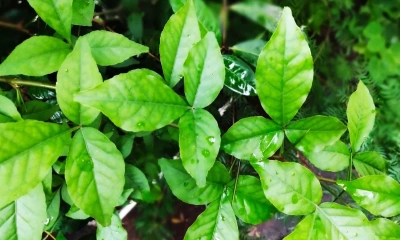 বেল পাতার উপকারিতা