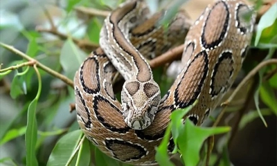 দোহার থেকে রাসেলস ভাইপার উদ্ধার