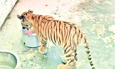 রোমিও-জুলিয়েটের  ছানা ডোনাল্ড ট্রাম্প