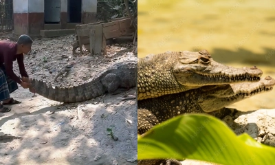 সঙ্গীর সন্ধানে খোন্দকার বাড়িতে কুমির!
