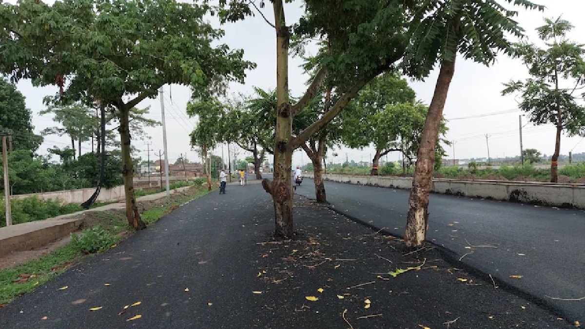 বিহারের একটি রাস্তার মাঝখানে গাছ দাঁড়িয়ে আছে। ছবি- সংগৃহীত