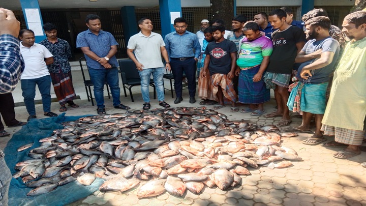 ত্রিশালে ১০ মণ নিষিদ্ধ পিরানহা মাছ জব্দ
