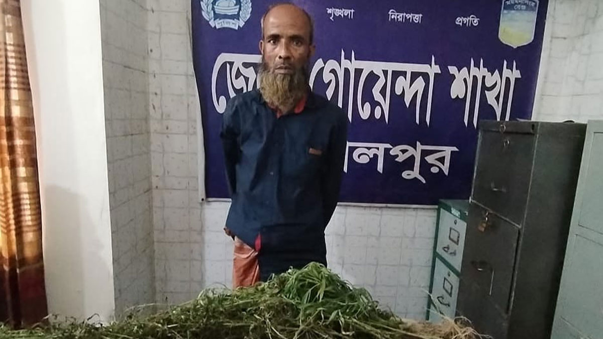 জামালপুরে ভুট্টাখেতে গাঁজা চাষ, কৃষক গ্রেপ্তার