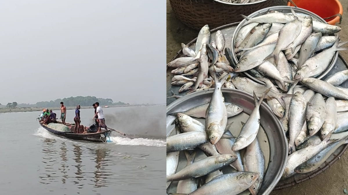 সন্ধ্যার পরেই জেলেদের দখলে মেঘনা নদী, প্রকাশ্যে জাটকা বিক্রি