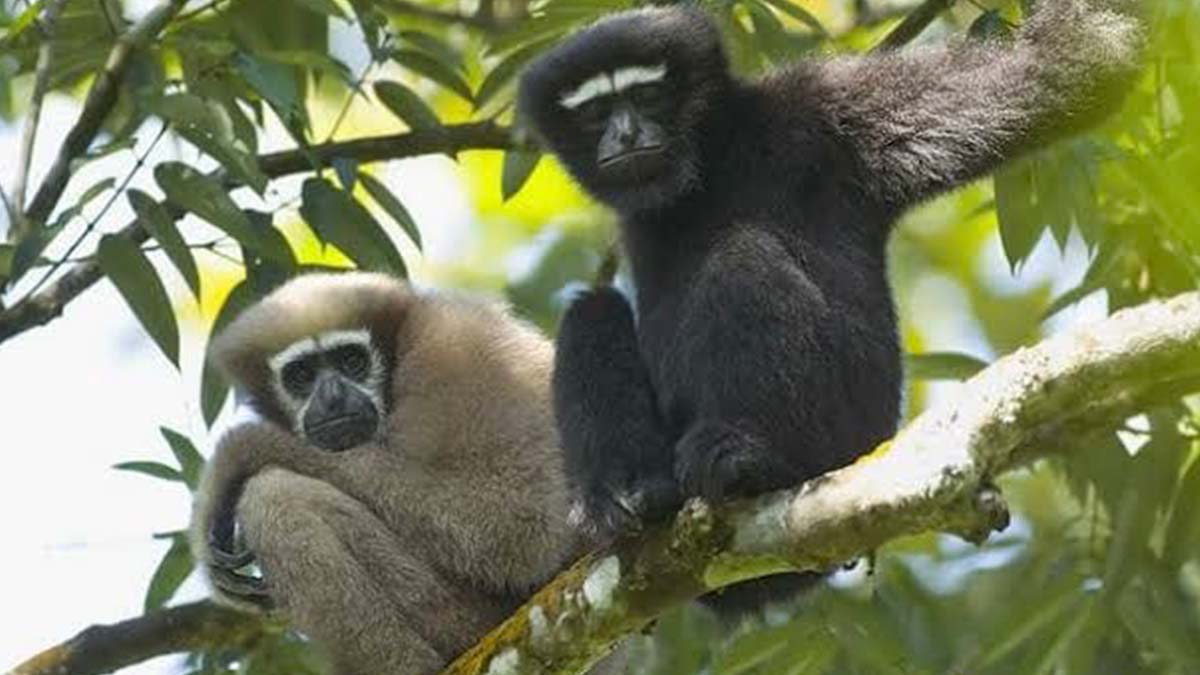 উল্লুক রক্ষায় টেকসই আবাসস্থল