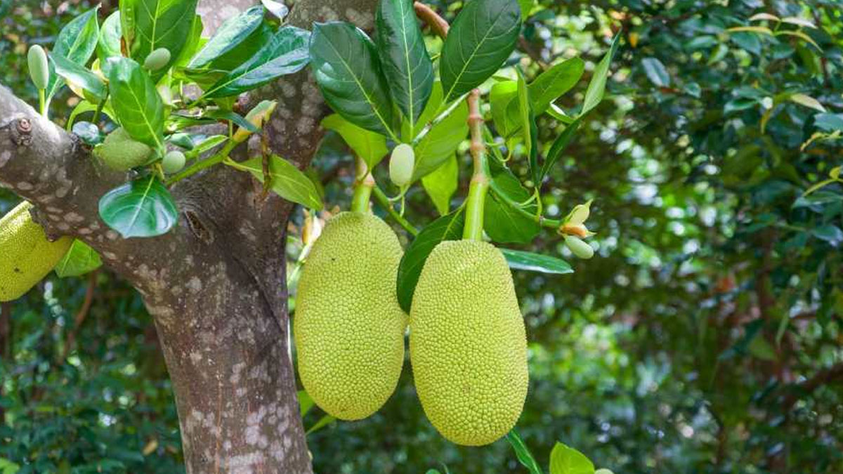 কাঁঠাল পাতার উপকারিতা