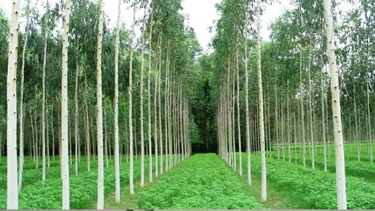ইউক্যালিপটাস ও আকাশমনি গাছ। ছবি-সংগৃহীত