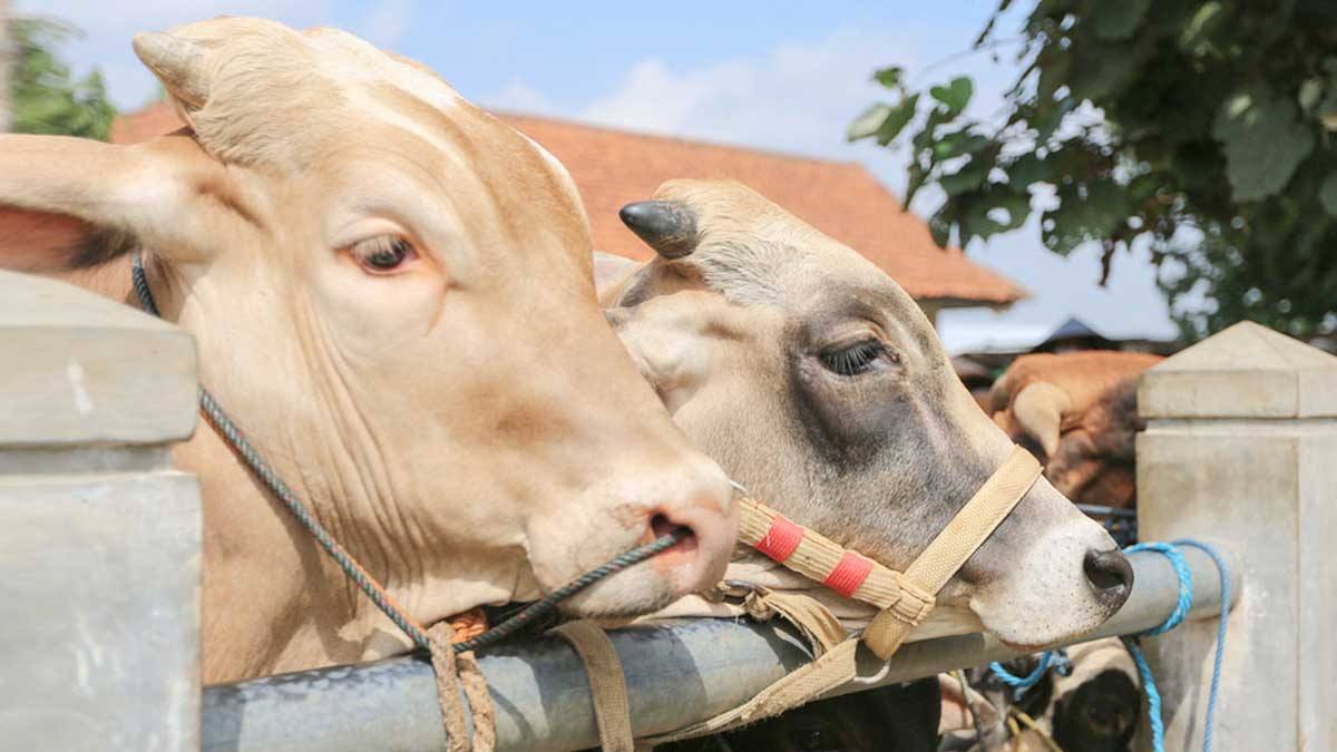 গৃহপালিত পশু গরু। ছবি- সংগৃহীত