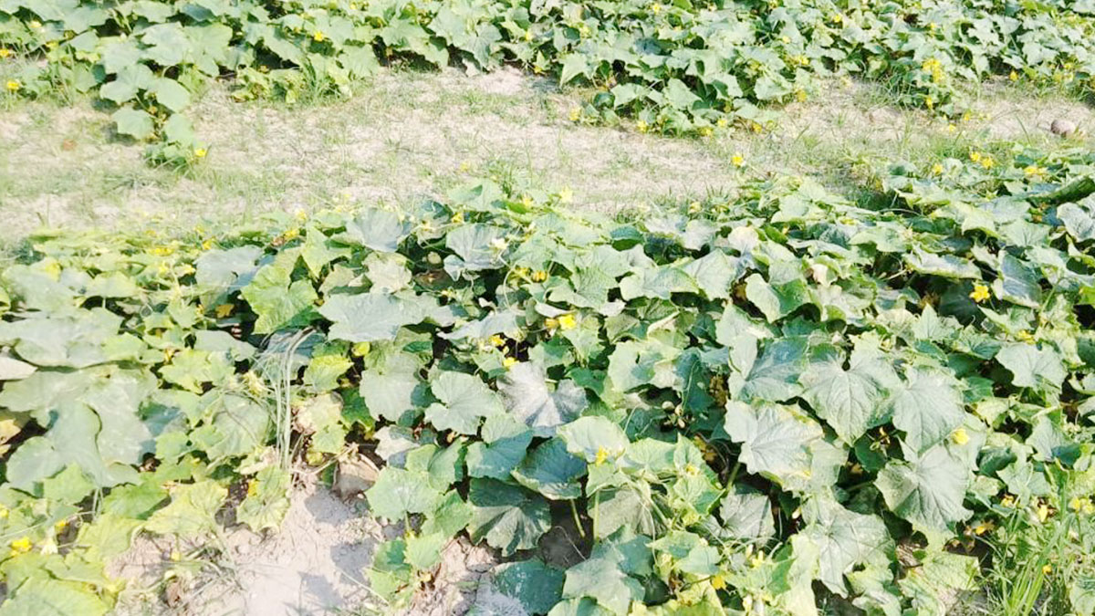 ফুলবাড়ীতে খিরা ও শসার দাম নিয়ে বিপাকে কৃষক