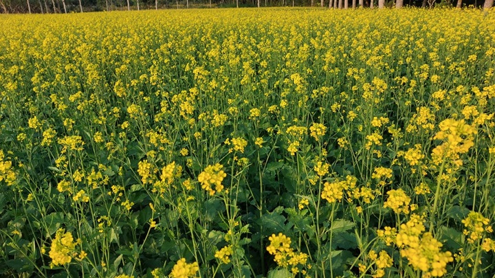 সাতক্ষীরায় সরিষার বাম্পার ফলনের আশা কৃষকের