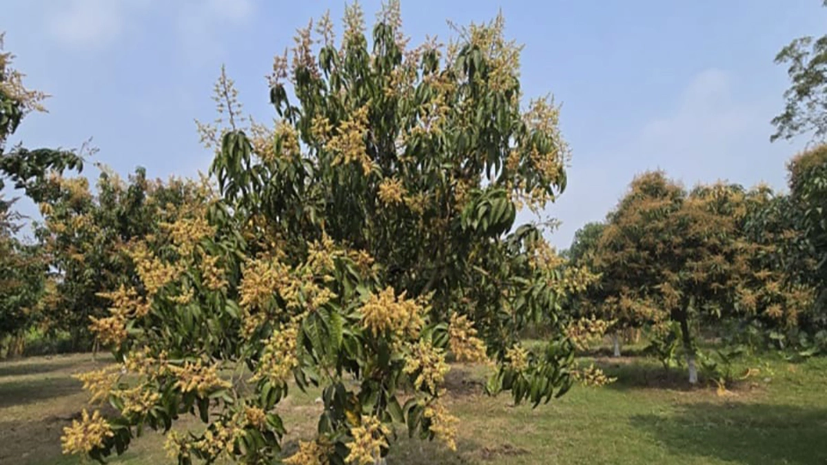 সাতক্ষীরায় ২৫০ মেট্রিক টন আম যাচ্ছে বিদেশে