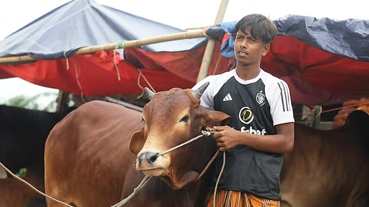 বছিলা হাটে গরুর গলা ধরে দাঁড়িয়ে নবম শ্রেণির ছাত্র আরিফুল।         ছবি- সংগৃহীত