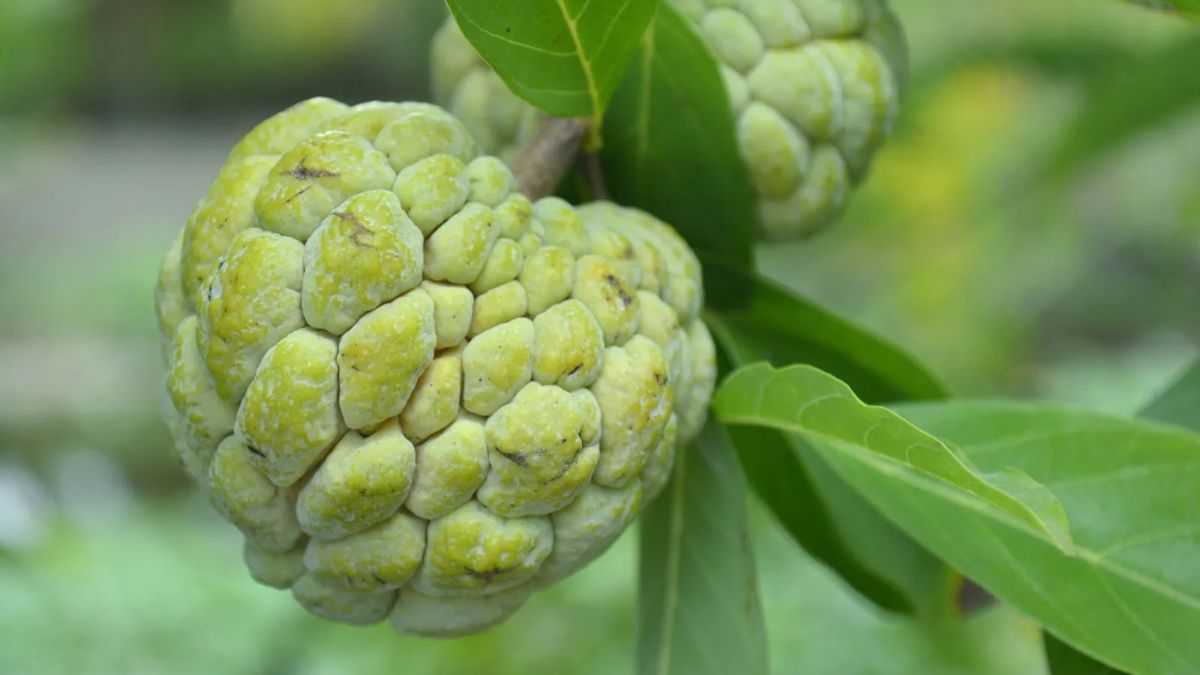 স্বাদের সঙ্গে স্বাস্থ্য সচেতনতা, আতাফলের যত উপকারিতা