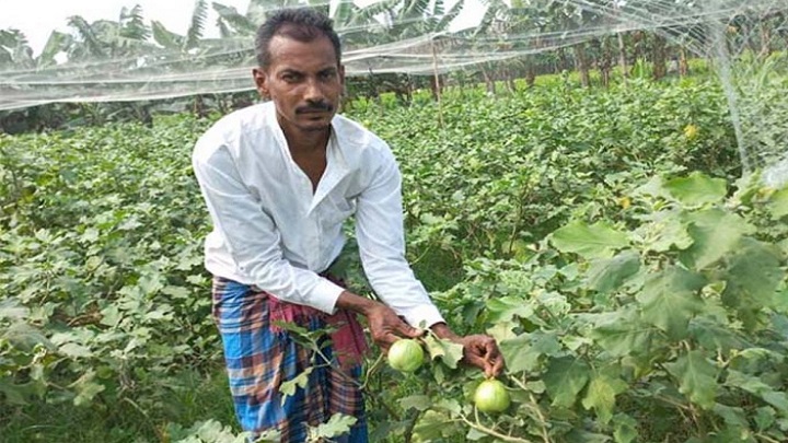 বৃষ্টিতে সবজি ক্ষেত নষ্ট হওয়ায় বেগুন চাষে বিপাকে কৃষক বাবু