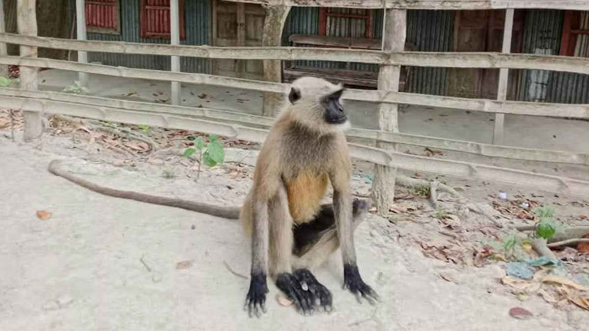 বগুড়ায় লোকালয়ে ঘুরে বেড়াচ্ছে কালোমুখো হনুমান