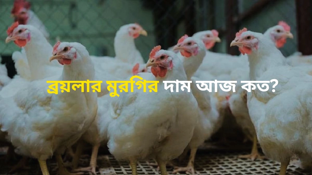 ব্রয়লার মুরগির দাম আজ কত? ব্রয়লার বনাম দেশি মুরগির দাম