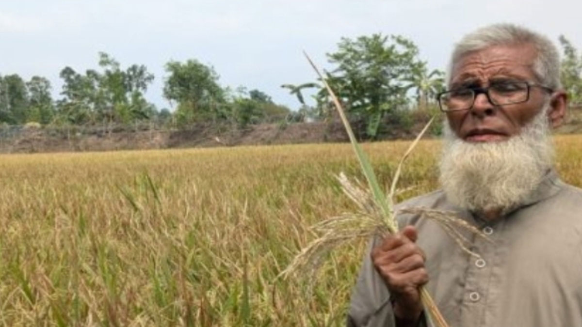 সিরাজগঞ্জে ইটভাটার কালো ধোঁয়ায় পুড়ল কৃষকের ধান