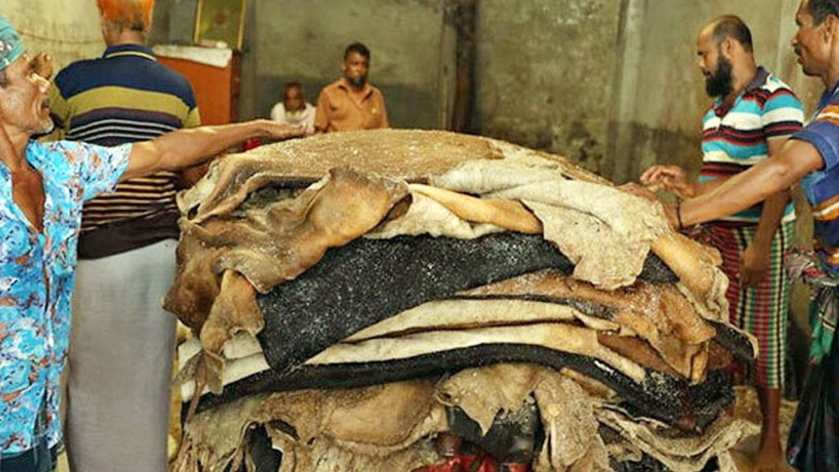 ট্যানারীতে প্রস্তুত করা হচ্ছে গরুর চামড়া। ছবি- সংগৃহীত