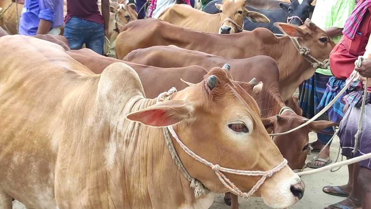 কোরবানি পশুর হাট। ছবি:-সংগৃহীত
