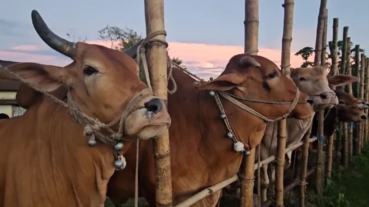 হাটে বিক্রির জন্য গরুগুলো বেঁধে রাখা হয়েছে। ছবি-রূপালী বাংলাদেশ