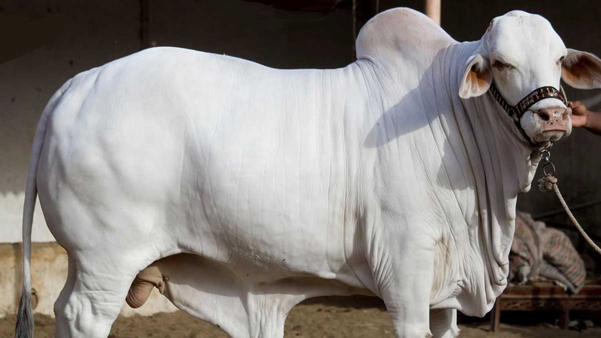 গরু। ছবি- সংগৃহীত