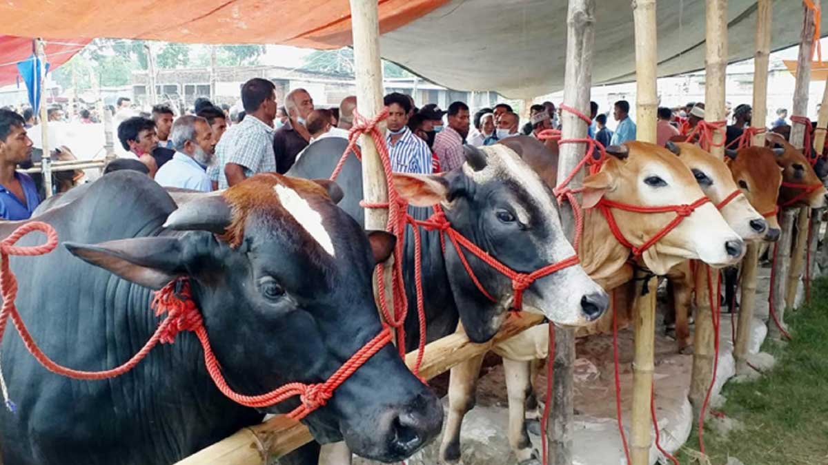পশুর হাট। ছবি- সংগৃহীত