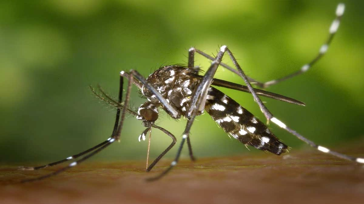 এডিস মশা। ছবি- সংগৃহীত
