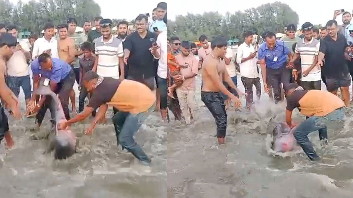 ইনানী সৈকতে ভেসে আসা ডলফিন নিয়ে হুলুস্থুল কাণ্ড