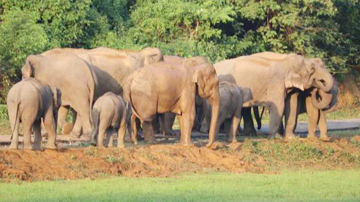 বন্যহাতি। ছবি- সংগৃহীত