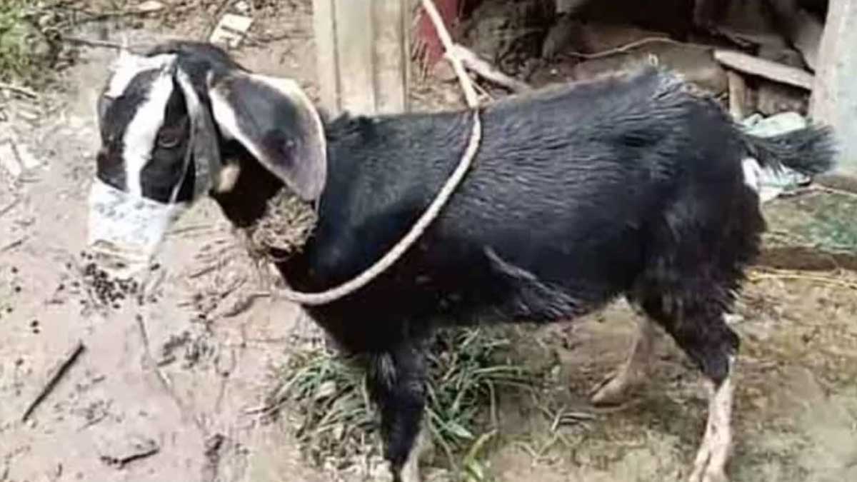 স্কচটেপ লাগানো অবস্থায় ছাগলছ। ছবি- সংগৃহীত