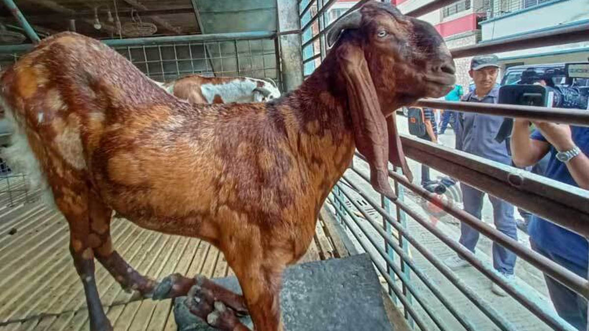 সাদিক এগ্রো’র সেই ভাইরাল ছাগল।          ছবি- সংগৃহীত
