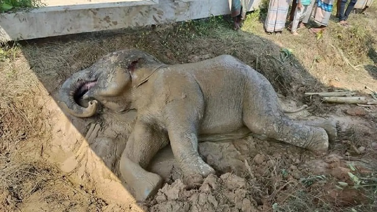 বাঁচানো গেল না ট্রেনের ধাক্কায় আহত সেই হাতিটিকে