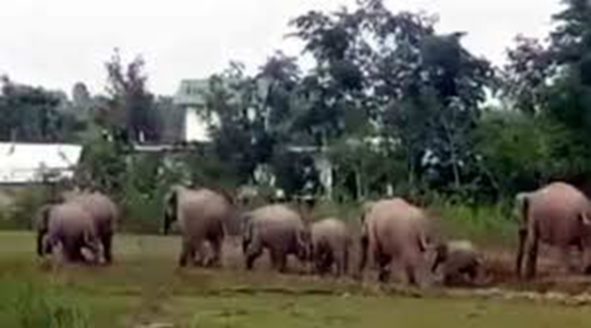ভারতীয় হাতির ভয়ে আতঙ্কে বাংলাদেশিরা