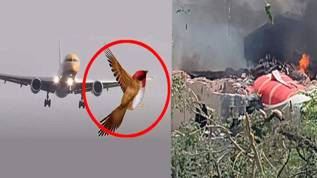 পাখির আঘাতে বিধ্বস্ত ভারতীয় বিমান, বলছে বিশেজ্ঞরা। ছবি-সংগৃহীত