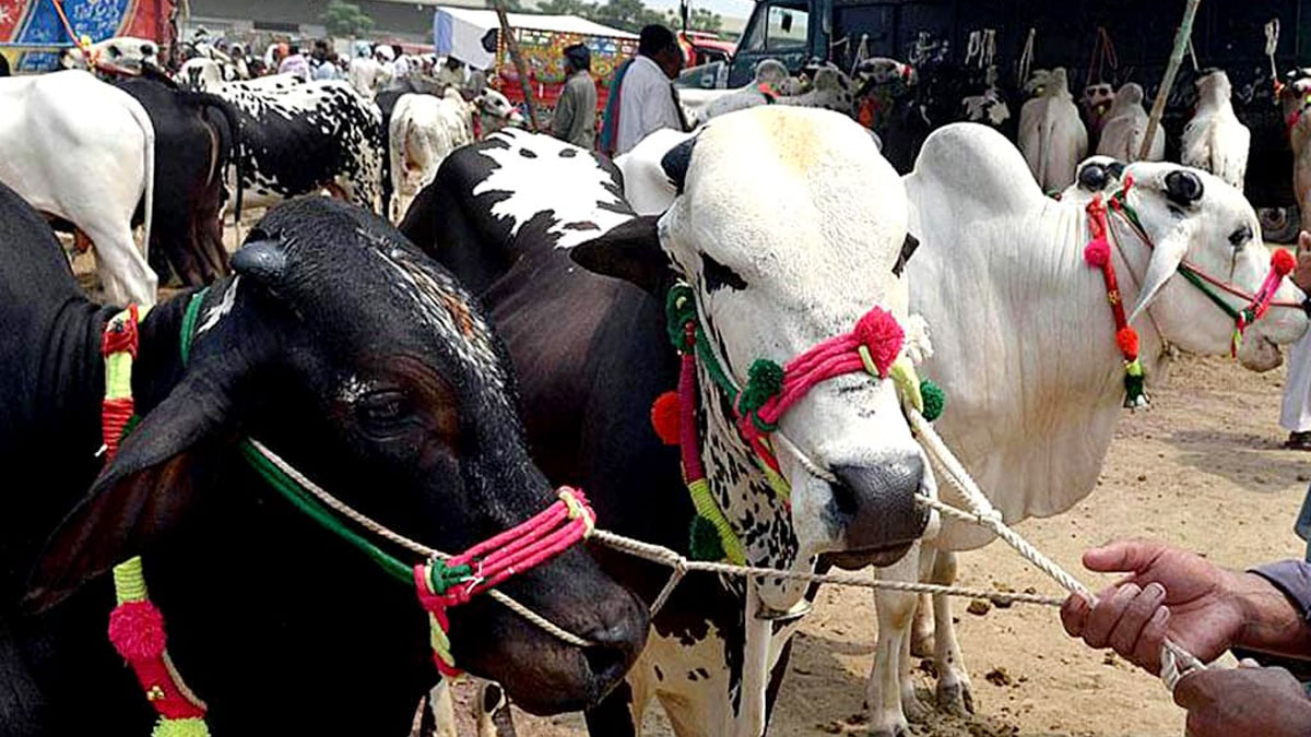 কোরবানির পশুর যেসব গুণ থাকতে হয়