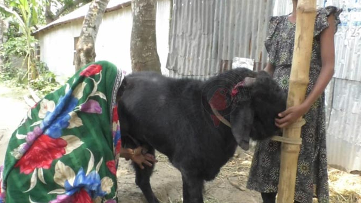 পাঁঠার দুধ দেওয়ার ঘটনায় চাঞ্চল্য, দেখতে ভিড় জমাচ্ছে মানুষ
