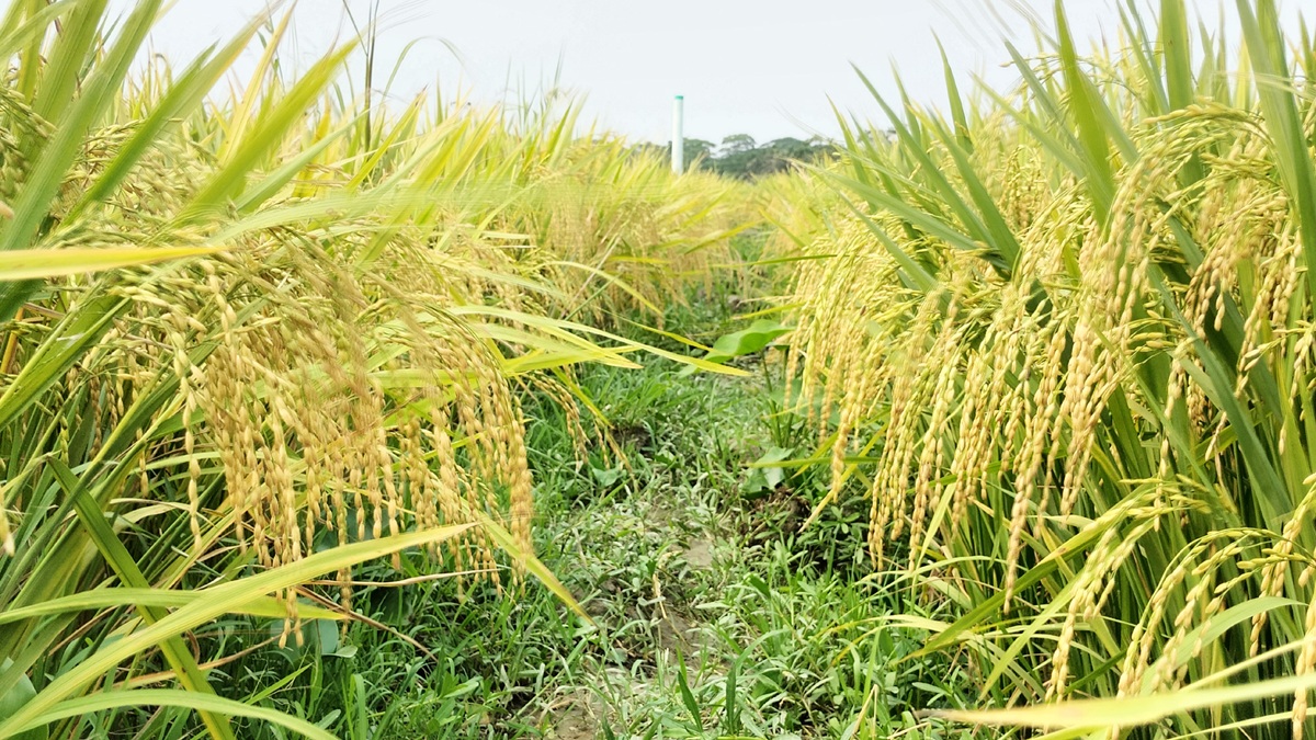 লালমোহনে মাঠজুড়ে কৃষকের স্বপ্ন