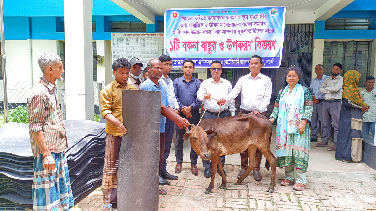 মান্দায় ক্ষুদ্র নৃ-গোষ্ঠীর পরিবারের মাঝে বকনা বাছুর বিতরণ করা হয়। ছবি- রূপালী বাংলাদেশ