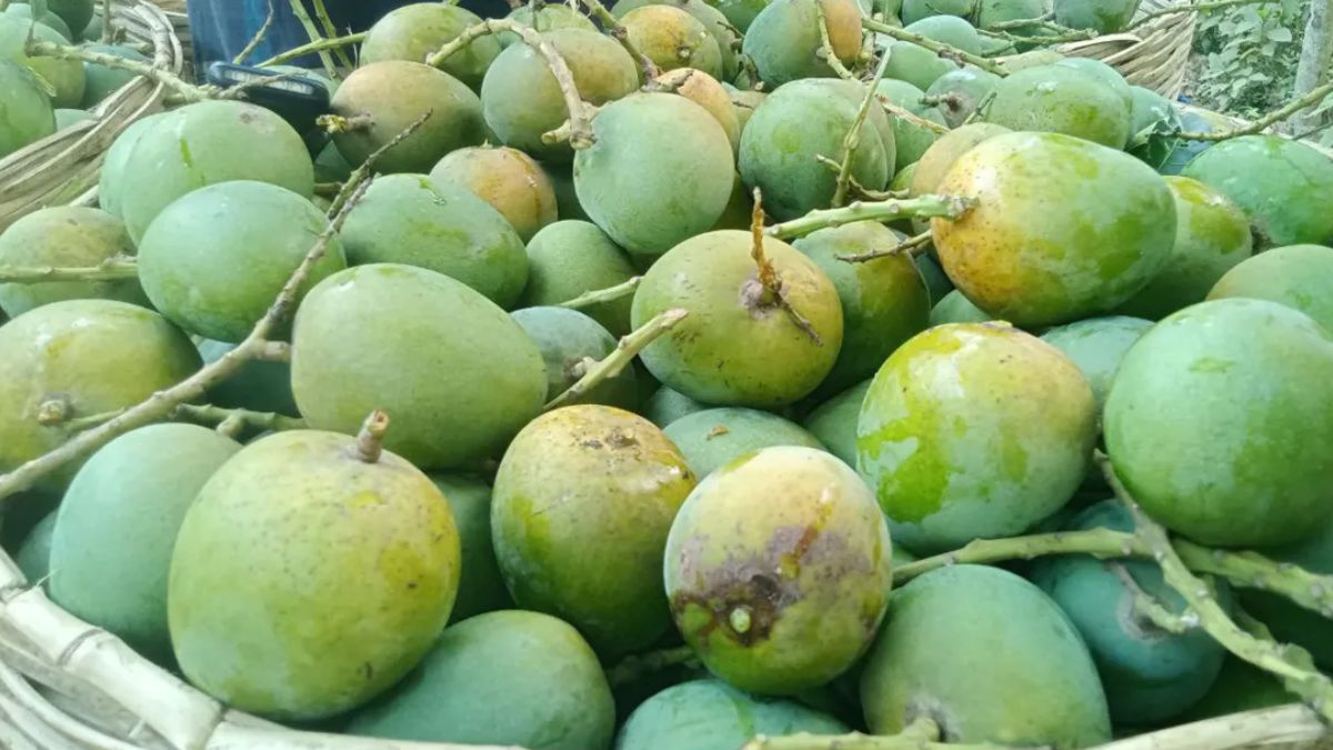 চীনে প্রথমবার রপ্তানি হবে বাংলাদেশের আম