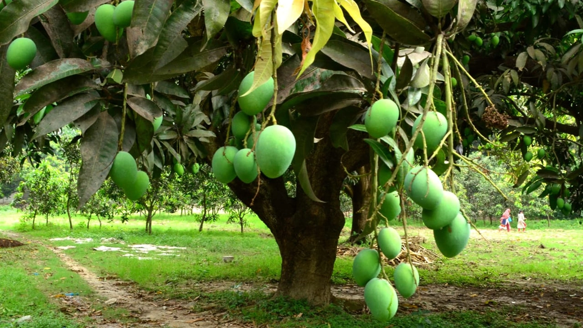 আমে স্বপ্ন বুনছেন চাষি-ব্যবসায়ীরা  