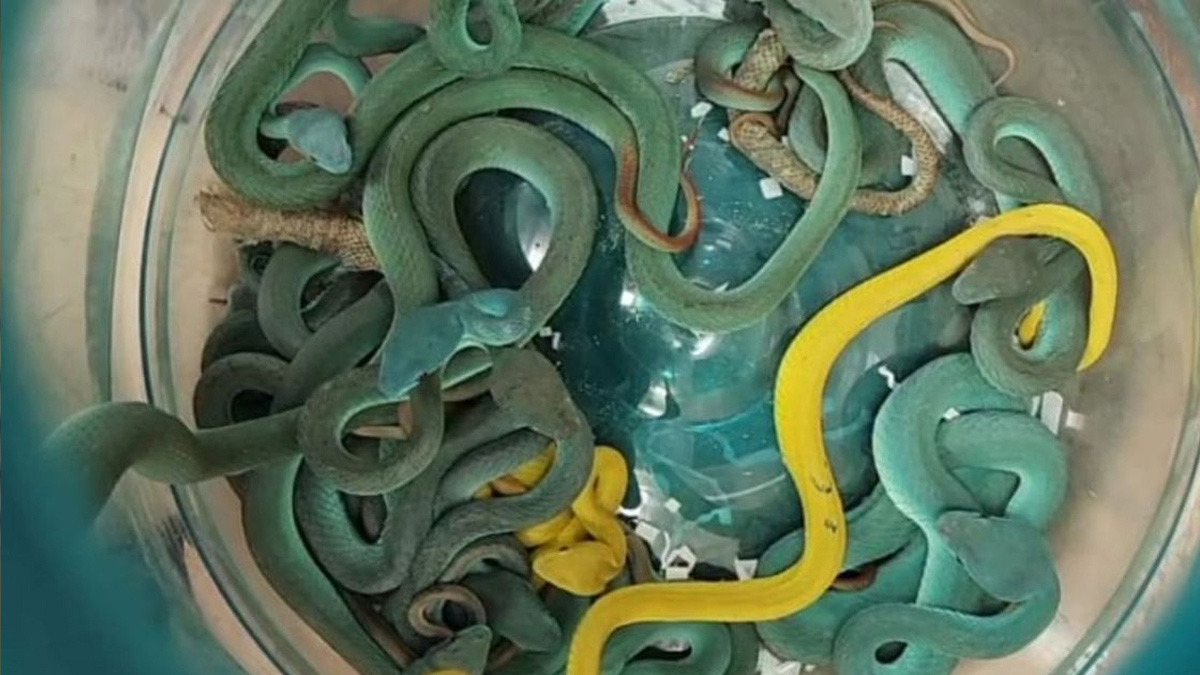 জব্দকৃত বিষধর সাপ ছবি: সংগৃহীত