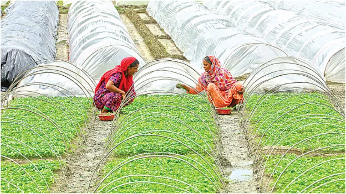 কৃষিকাজ করছেন নারীরা। ছবি-সংগৃহীত