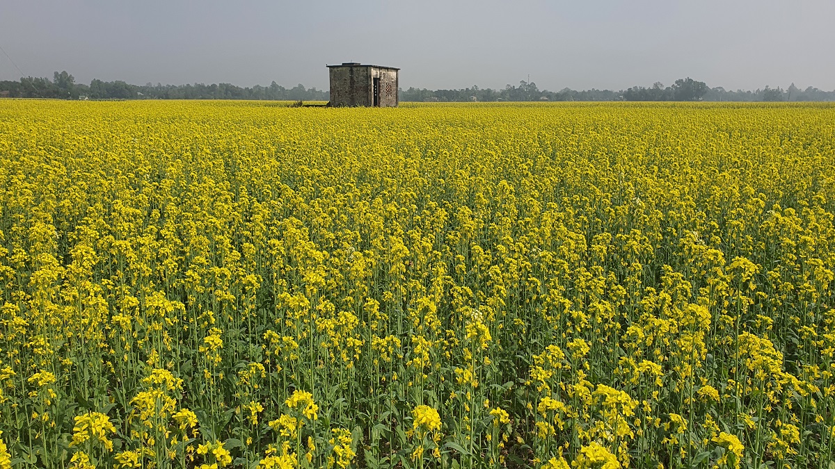 সরিষার ফলনে কৃষকের মুখে হাসি