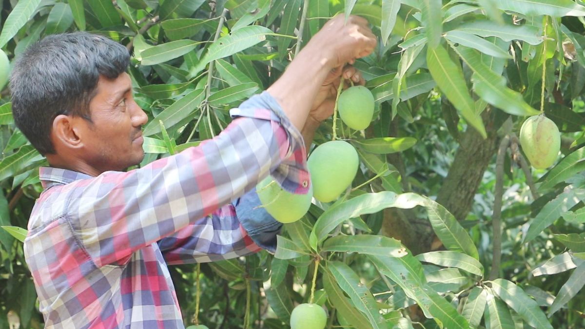 নওগাঁয় আমের মৌসুম শুরু