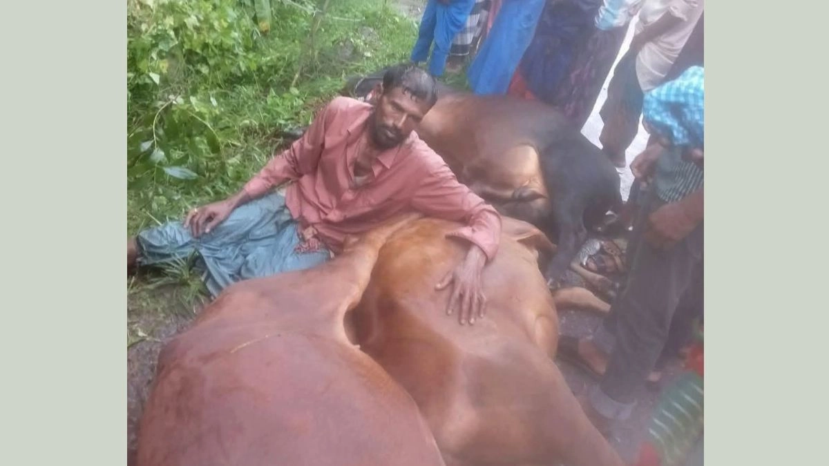 মৃত তিন গরুর পাশে বাকরুদ্ধ খামারি!